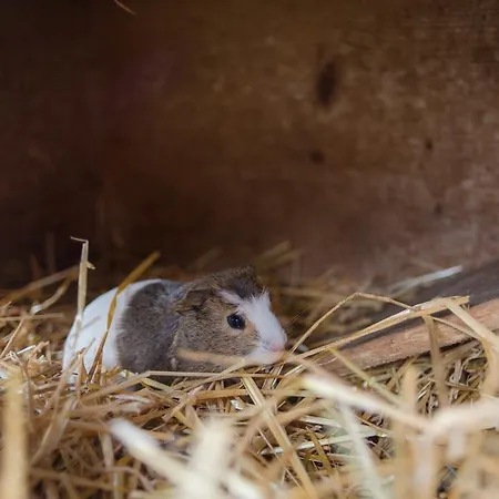 Alloggio per agriturismo Bergbauernhof Irxner