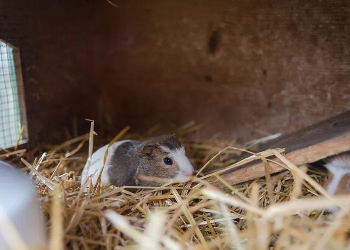 Farma Bergbauernhof Irxner